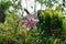 Blooming pink lily in the garden. A view of trees, a country house, a tall potato bed and thickets of goldenrod