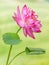 Blooming pink lotus flower