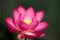 The blooming pink lotus flower