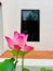 Blooming pink lotus flower and green leaves on glass window and white wall in courtyard garden