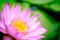 A blooming pink lotus flower natural background Lotus leaf, Lily