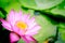 A blooming pink lotus flower natural background Lotus leaf, Lily