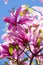 Blooming pink magnolia. Blue sky