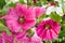 Blooming pink mallow, hollyhocks