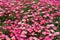 Blooming Pink Marguerite daisy or Paris daisy of Argyranthemum frutescens in Ba na hills garden , danang , vietnam