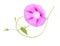 Blooming of Pink morning glory ipomoea flower on white