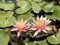 Blooming pink nymphea closeup (Lat. - nymphaea caerulea