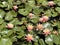 Blooming pink nymphea closeup (Lat. - nymphaea caerulea