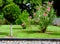 Blooming pink oleander flower and bush and small sphere shape arborvitae.