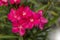 Blooming Pink Oleander flowers Oleander Nerium close up