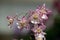 Blooming of Pink Oncidium Orchids.