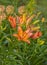 Blooming pink-orange lily of Asiatic hybrids  in the garden