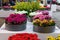 Blooming pink, orange and yellow Kalanchoe, Keukenhof Park, Lisse in Holland