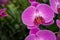 Blooming pink orchid flower photo. White orchid Phalaenopsis equestris closeup. Wedding floral decor