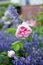 Blooming pink park rose Cinderella and violet flowers of herb catmint