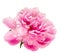 Blooming pink peony isolated