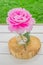 Blooming pink peony for outdoors ceremony decoration. Street celebration