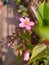 Blooming pink peregrine with the onset of spring