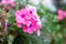 Blooming pink phlox paniculata flowers clusters in a flower bed in the summer garden