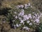 Blooming pink Phlox subulata, Candy Stripes Creeping Alpine Moss Phlox in a perennial rock garden