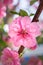 Blooming pink plum blossom with droplet