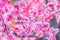 Blooming pink Prunus mume. Floral background