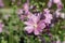 Blooming Pink / Purple Flowers in a Closeup with Soft Green Background