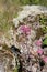 Blooming Pink / Purple Flowers with Lichen and Meadow on the Background