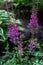 Blooming pink purple fluffy flowers of astilba. Perennial plant with thin brown twigs with green leaves. Summer garden