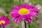 Blooming pink Pyrethrum flower