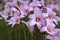 Blooming Pink Rain Lilies with a Soft Focus