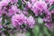 Blooming pink rhododendrons flowers