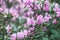 Blooming pink rhododendrons flowers