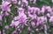 Blooming pink rhododendrons flowers