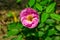 Blooming pink Rosa Gallica flower  French Rose  in a garden.Close up view