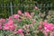 Blooming pink rose bushes in front of a iron fence and green hedge