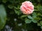 Blooming pink rose Chippendale in the garden