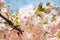 Blooming of pink sakura tree against a blue sky. Cherry branch with flowers and small leaves. Nature and botany, trees with pink