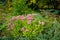 Blooming pink spiraea flowers in autumn garden