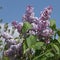 Blooming of a pink Syringa vulgaris