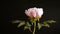 Blooming pink tree peony flower on black background