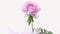 Blooming pink tree peony flower on white background