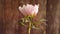 Blooming pink tree peony flower on wooden background