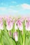 Blooming pink tulips,background of spring sky