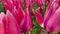Blooming pink tulips flowerbed. in a flower garden Horizontal camera rotation.