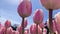Blooming pink tulips flowerbed. in a flower garden Horizontal camera rotation.