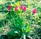 blooming pink tulips on a summer day in a sunny summer park