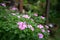 Blooming pink Vinca flowers in the garden