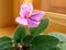 blooming pink viola