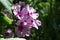 Blooming pink or violet phlox flower macro on a summer sunny day. Purple phloxes flowers close up photo in the summer garden. A